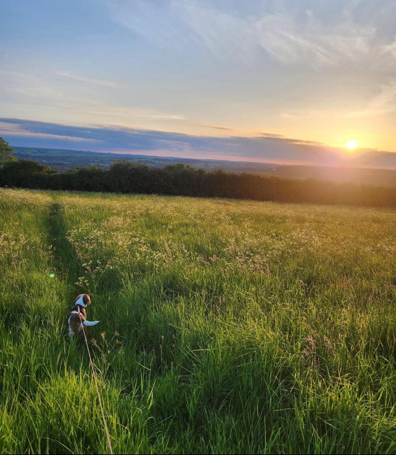 Eagle Cottage - Charming Cotswolds Getaway, Dog Friendly Wyck Rissington Eksteriør billede
